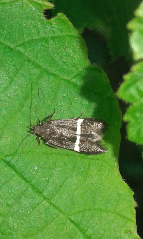 Gelechiidae?